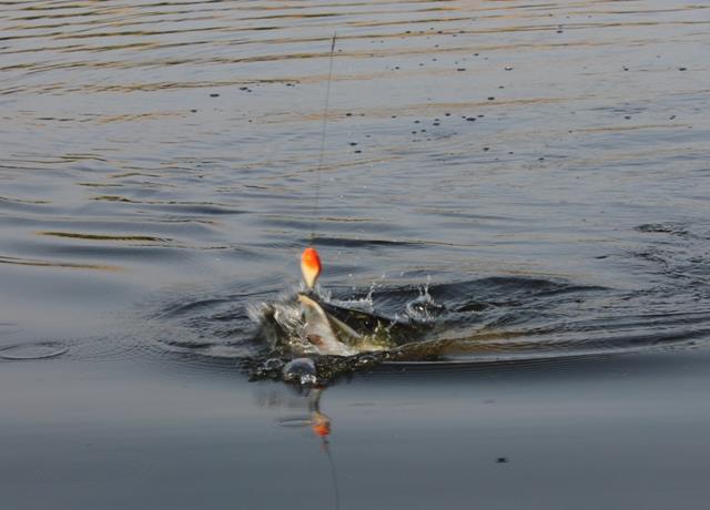 Delta Dunarii - 8.jpg